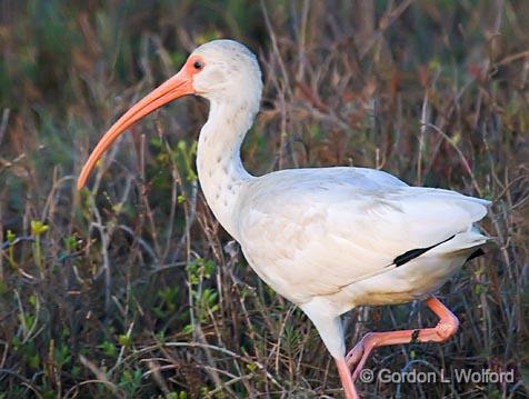 White Ibis_36244.jpg - White Ibis (Eudocimus albus) photographed along the Gulf coast near Port Lavaca, Texas, USA.